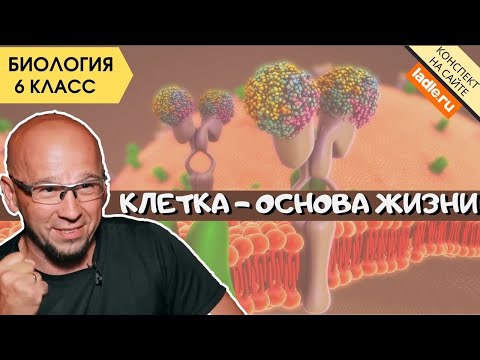 Видео: Клетка. Биология 6 класс. Строение клетки растений, животных. Живые организмы: эукариоты, прокариоты
