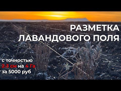 Видео: Что самое важное при посадке поля лаванды, которое будет выращиваться органическим методом?