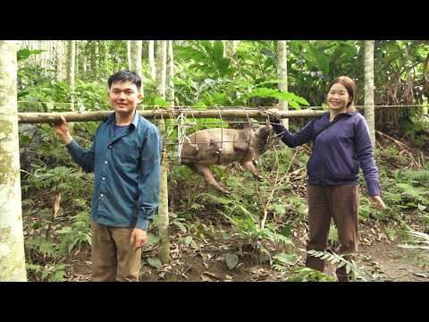 Видео: Продам кабана по высокой цене.  Роберт |  Зеленая лесная жизнь