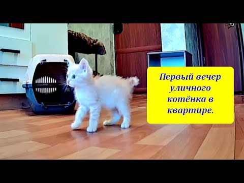 Видео: Первый вечер уличного котёнка в квартире.