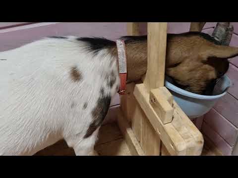 Видео: Полезности молока камерунских коз.