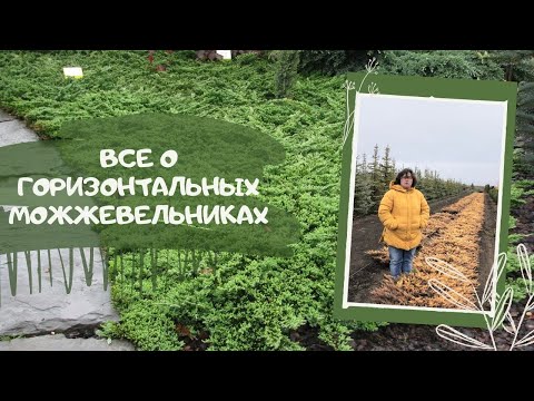 Видео: Все о горизонтальных можжевельниках