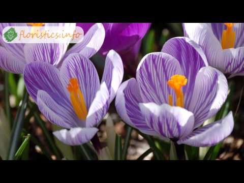 Видео: Цветы крокусы или шафран – разновидности и сорта