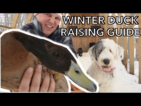Видео: Руководство по выращиванию уток зимой