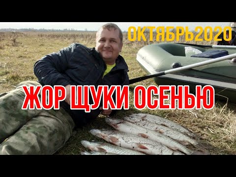 Видео: Ловля щуки осенью октябрь  рыбалка река ница рыбалка жор щуки zhor pike fishing