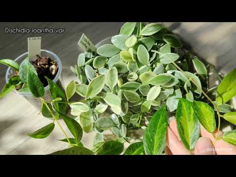 Видео: Хойи... обзор... как подросли ( ч. 4 )