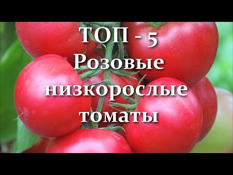 Видео: Эти Помидоры плодоносят ведрами! ЛУЧШИЕ Очень Урожайные Розовые Низкорослые Томаты для Огорода