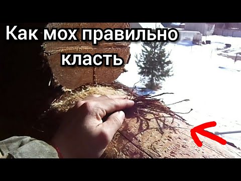Видео: Мох,как правильно класть на сруб,дедовский секрет.