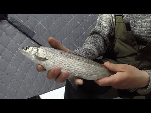 Видео: ЛОВИМ СИГА НА ОЗЕРЕ / WE CATCH WHITEFISH IN LAKE