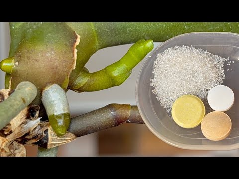 Видео: Орхидеи во время цветения поливаю этим!