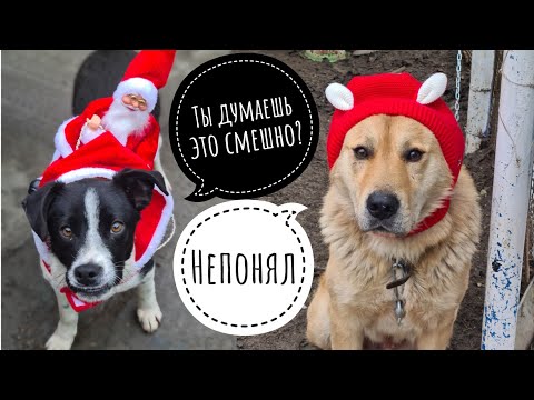 Видео: Утро 1 января😂