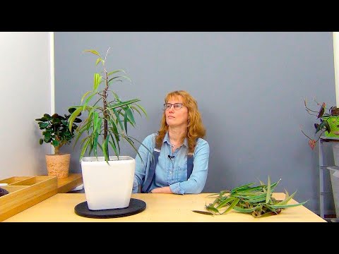 Видео: Формирование фикуса Али, вариант 1 (ч.7).