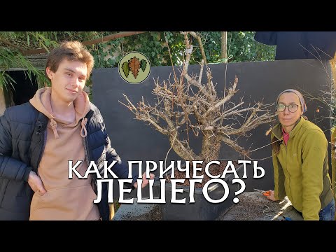 Видео: Как причесать Лешего / Клён полевой в бонсай @Studio.Bonsai