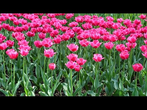 Видео: Тюльпаны: выращивание, уход, размножение