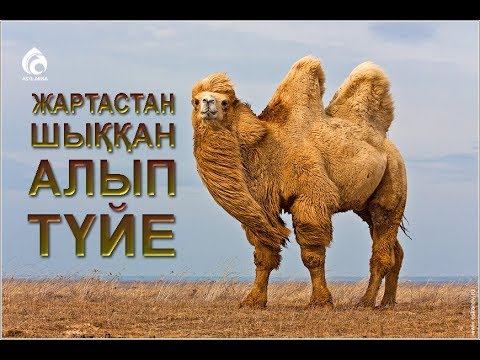 Видео: Самуд қауымының азабы / Пайғамбарлар қиссасы