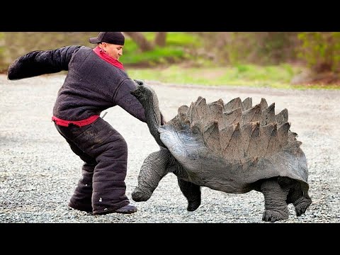 Видео: Посмотрите, на Что Способна Самая Опасная Черепаха в Мире