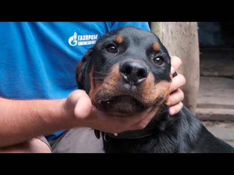 Видео: Щенок Ротвейлера Граф в сложной ситуации. СРОЧНО нужна помощь!