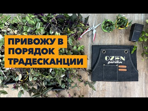 Видео: Уход за традесканциями » Обрезка и черенкование в домашних условиях