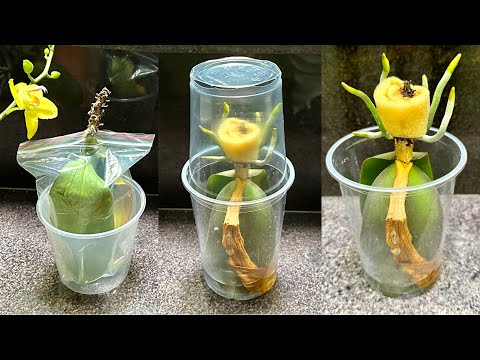 Видео: Эта обратная посадка быстро возродит много корней для растений орхидеи без корней
