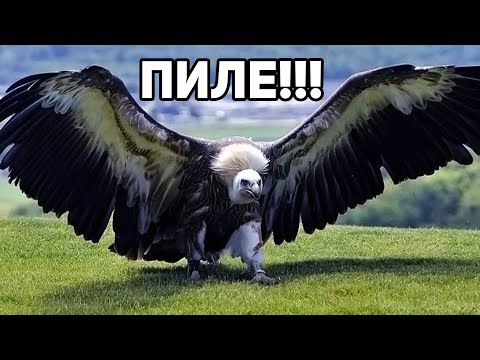 Видео: 12.05.2022 Разцъкваме малко chill Island [Година 9 Стрийм 101]