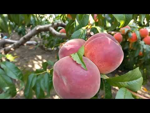 Видео: Персик на підщепі манжурка Редхейвен і  Флемінг Фюрі пф 15