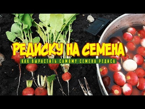 Видео: Редиску на семена! Идеальный способ выращивания