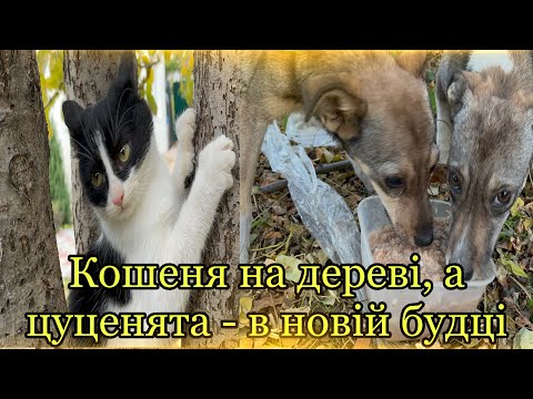 Видео: Вони тепер мають СВІЙ ДІМ❤️, а кошеня не може злізти з дерева😅