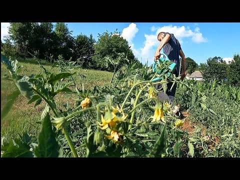 Видео: Обязательная Подкормка помидор для хорошего урожая .