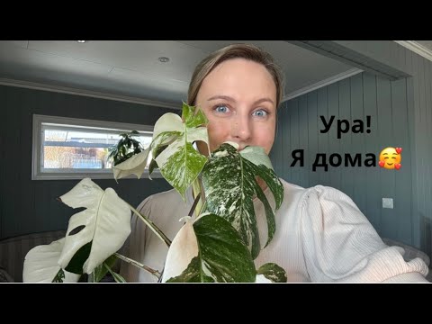 Видео: Вернулась из отпуска + новые растения в коллекции