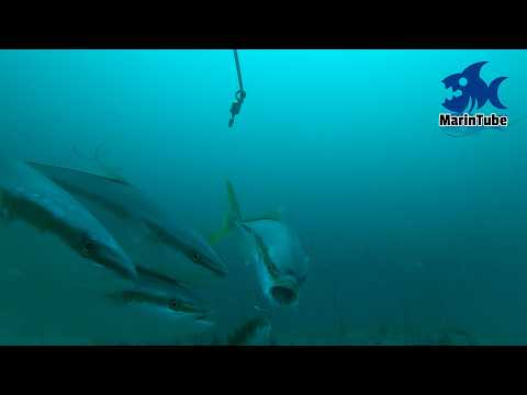 Видео: [Шок] Ловля рыбы на живца с молодью желтохвоста и тунца