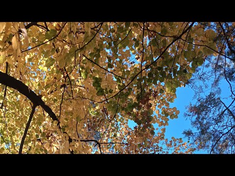 Видео: Таня Ворона в прямому ефірі.