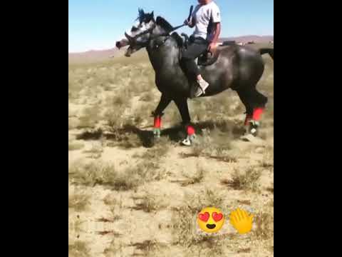 Видео: көкпарда топ жарып журген аттар 👏👏