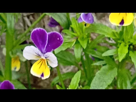 Видео: Что напослед цветёт во моем садочке. Тверская область.