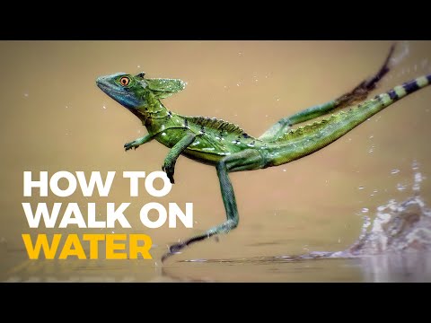 Видео: Как эта ящерица творит чудо