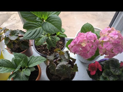 Видео: ГОРТЕНЗИЯ крупнолистная