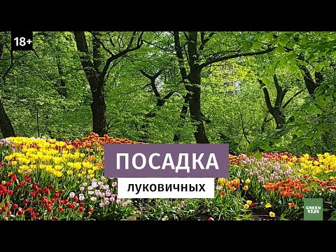Видео: Посадка луковичных. Самый эффективный способ