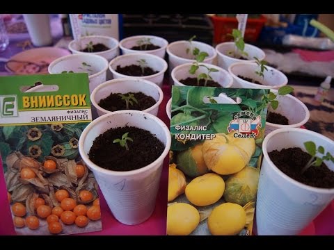 Видео: Пикируем ФИЗАЛИС ЛАКОМКУ ЯГОДКУ ЧАСТЬ  1