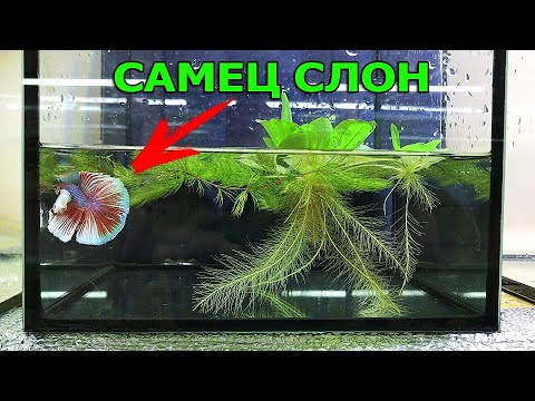 Видео: Запустил слона на нерест! Моментальное нападение на самку