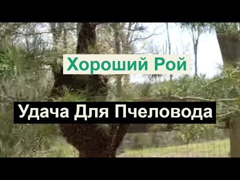 Видео: Пасека # 133 Хороший Рой-- 100% Вы с  Мёдом и Увеличение Пасеки Пчеловодство для начинающих