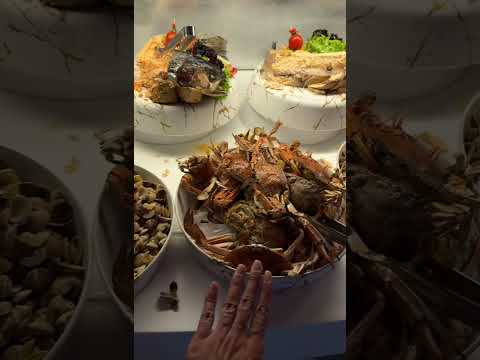 Видео: Ужин в отеле Адам и Ева, Белек.   Adam&Eve hotel, Belek. Июль 2025 г.