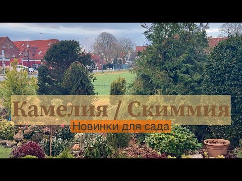 Видео: Камелия, Скиммия в моём саду 🌿 Новые растения для сада 🌿 Удивительные цены 🌿