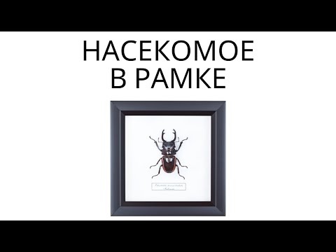 Видео: Как сделать насекомое в рамке