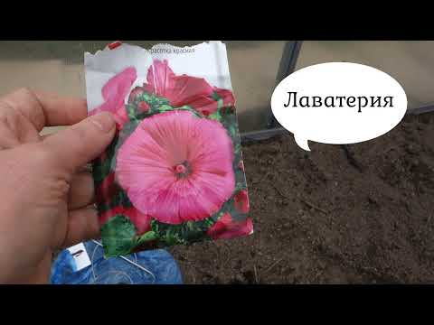 Видео: Дача Сажаем рассаду в теплицу 8 мая 25