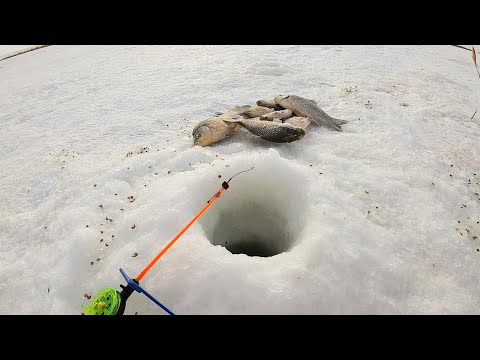 Видео: КЛЮЁТ-ТОЛЬКО ОПУСКАЙ!!!Рыбалка на КАРАСЯ! Ловля рыбы зимой! Рыбалка 2022.