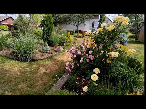 Видео: Прогулка по саду Анны в конце июня 🌿🌹🍃