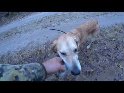 Видео: охота на зайца  с р г  Сударка в Архангельской области 28 10 25 г