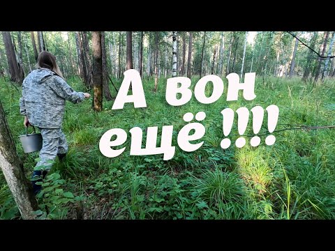 Видео: А вон ещё !!! Поход за грибами после работы! Чудесный лес с белыми и красноголовиками! Грибной сезон