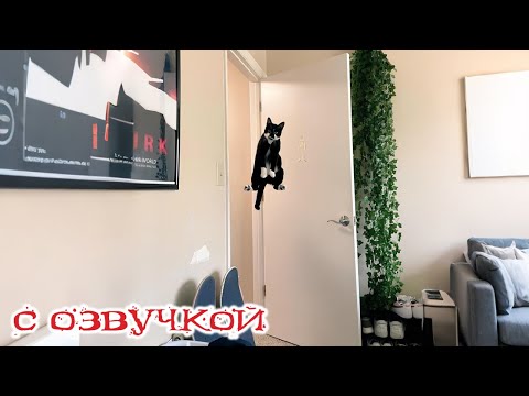 Видео: Приколы с котами! С ОЗВУЧКОЙ! САМЫЕ СМЕШНЫЕ ЖИВОТНЫЕ! Смешные коты!!!