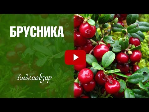 Видео: Брусника ➡ Как посадить и ухаживать за саженцами 🌟