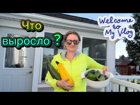 Видео: ДОМАШНИЙ УРОЖАЙ #usa #life #vlog #iowa #garden #vegetables #жизньвсша 